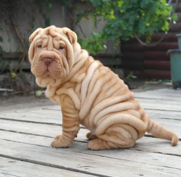 offro in regalo chinese shar-pei cuccioli con pedigree . cuccioli di chinese shar-pei siamo urgentem