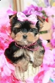 cuccioli yorkshire adorabili cuccioli e carino maschi e femmine. i nostri cuccioli sono 3 mesi di et