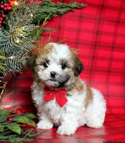 offro in adozione cucciolo regalo shih tzu cuccioli disponibile per l'adozione adorabili cuccioli di | Foto 2