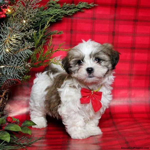 offro in adozione cucciolo regalo shih tzu cuccioli disponibile per l'adozione adorabili cuccioli di | Foto 1