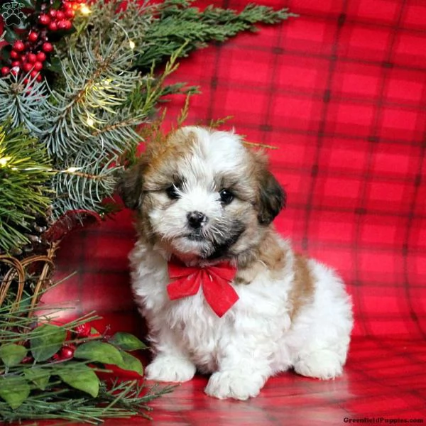 offro in adozione cucciolo regalo shih tzu cuccioli disponibile per l'adozione adorabili cuccioli di | Foto 0
