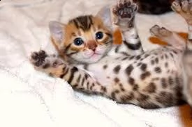 offro in regalo bengala cuccioli con pedigree . cuccioli di bengala siamo urgentemente alla ricerca 