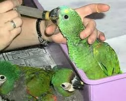 amazone di pappagalli i ucelli di pappagalli sono disponibili per l'adozione, con tutte le vaccinazi