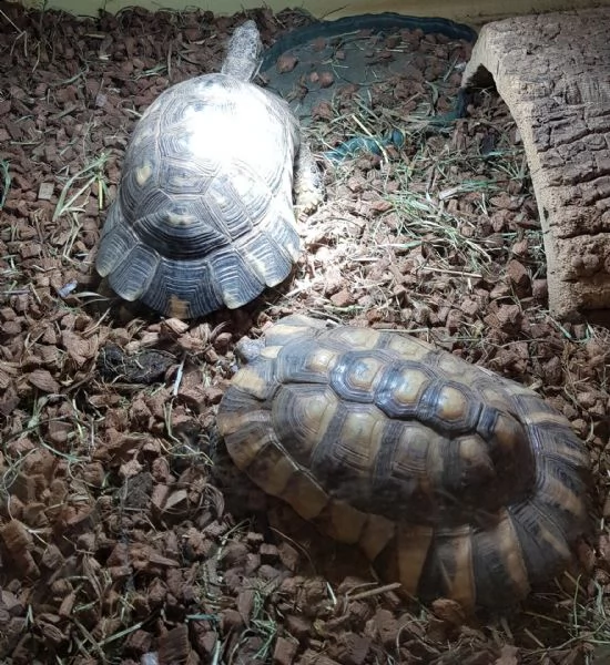 testudo hermanni e marginata pronto per essere adottato in una nuova casa che si prende cura e ha l'