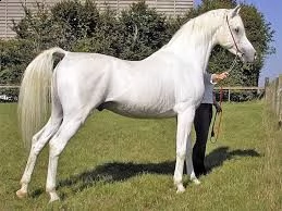 cavallo arabo , 7 anni , alla ricerca di un nuovo fantino . ottimo carattere, bellissimo movimento, 