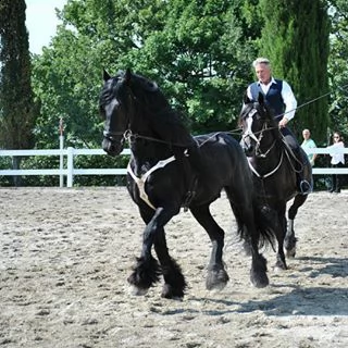 cavallo  frisone per l'adozion 7 anni ...movimenti eccezionali...estremamente dolce ...il cavallo ha