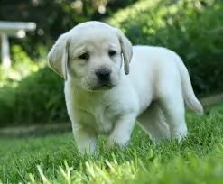 offro in adozione cucciolo labrador con pedigree  cuccioli di labrador per l'adozione vi prego di co