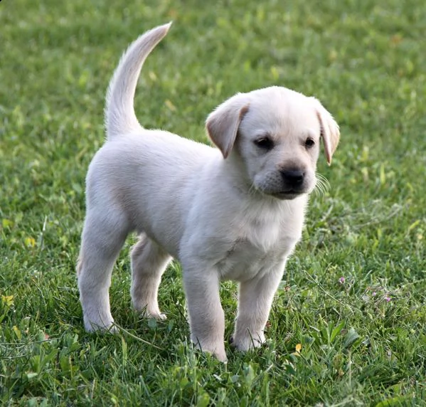 offro in adozione cucciolo labrador con pedigree  cuccioli di labrador per l'adozione vi prego di co | Foto 0