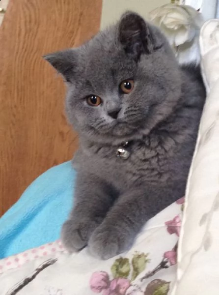 adottando 3 gattini british shorthair adorabili gattini e carino maschi e femmine. i nostri cuccioli