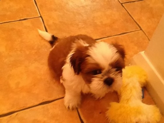 cuccioli di shitzu disponibile per l'adozione ,statura molto piccola, i cuccioli hanno circa 2 mesi,