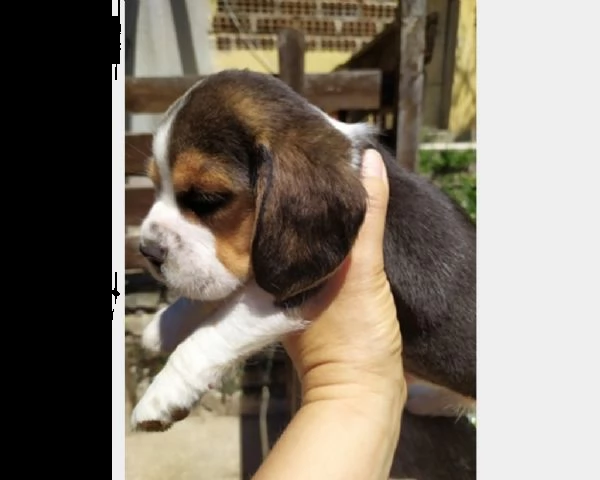 ~~~~~beagle tricolore | Foto 0