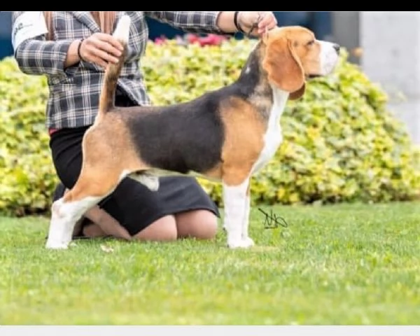 ~~~~~beagle tricolore
