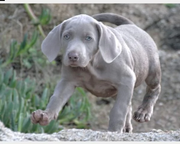 ~~~~~cuccioli di weimaraner | Foto 0