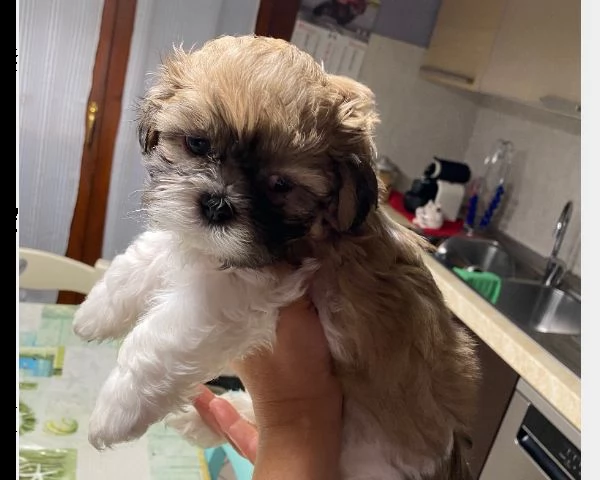 ~~~~~shih-tzu splendidi cuccioli con pedigrée