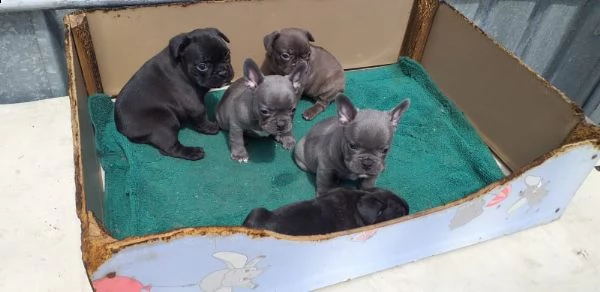 cuccioli di bulldog francese