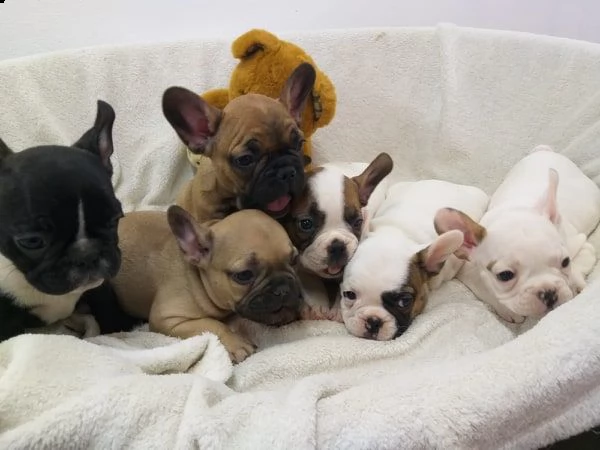 cuccioli di bulldog francese | Foto 0