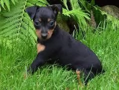 disponibili 3 femminucce e 1 maschietto di pinscher praga rosso cervo hanno 60gg svermati diverse vo