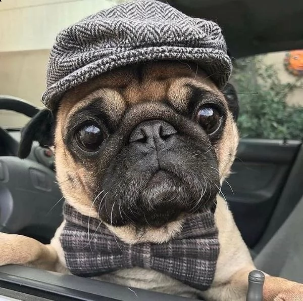 regalo  carlino cuccioli**