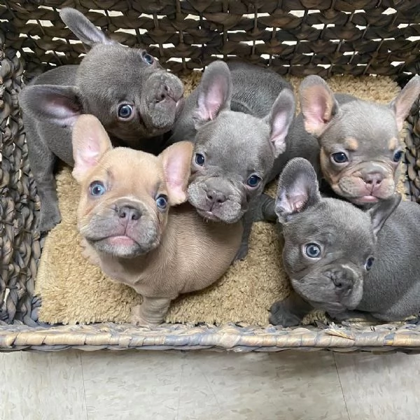 male and female french bulldog for sale near by | Foto 0