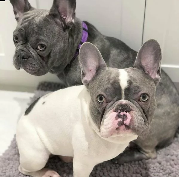 male and female french bulldog for sale near by