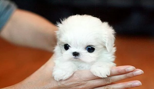 regalo maltese cuccioli  toy | Foto 0