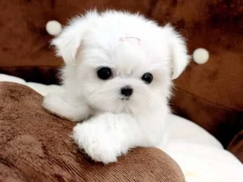 regalo maltese cuccioli  toy