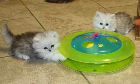 cuccioli di persiani  | Foto 0