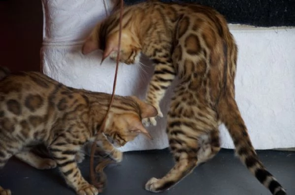 5 cuccioli di bengala | Foto 1