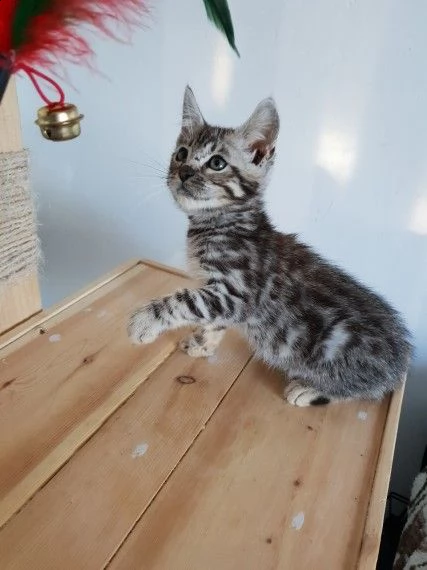 5 cuccioli di bengala | Foto 0