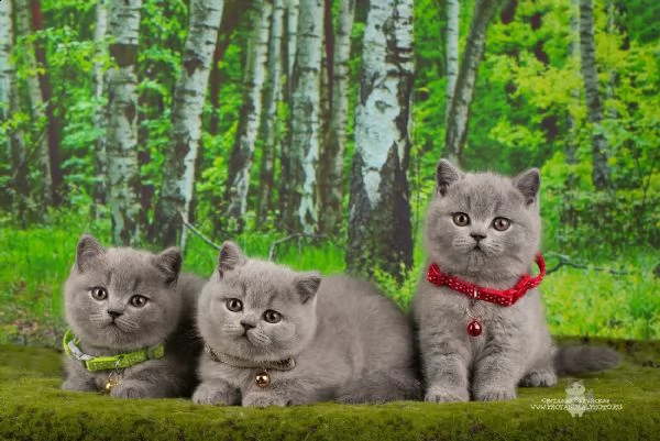 cuccioli di british shorthair | Foto 1