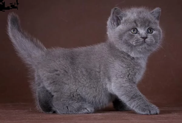 cuccioli di british shorthair | Foto 0