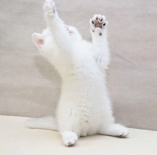 cuccioli di british shorthair