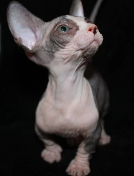 cuccioli di sphynx | Foto 4