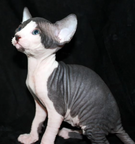 cuccioli di sphynx | Foto 3