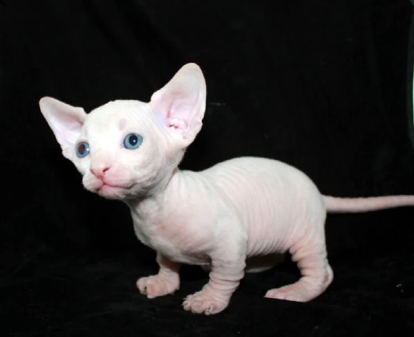 cuccioli di sphynx | Foto 2