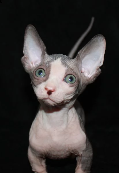 cuccioli di sphynx | Foto 1
