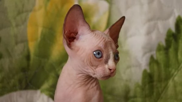 cuccioli di sphynx