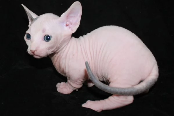cuccioli di sphynx | Foto 0