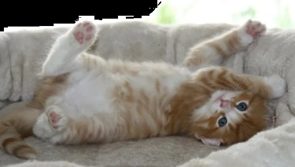 cuccioli norvegesi delle foreste