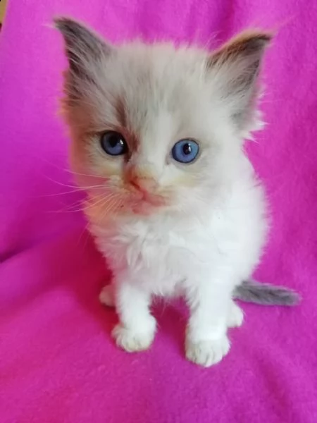 cuccioli di ragdol | Foto 4