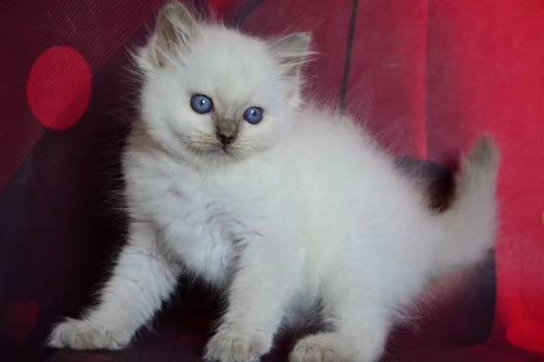 cuccioli di ragdol | Foto 3