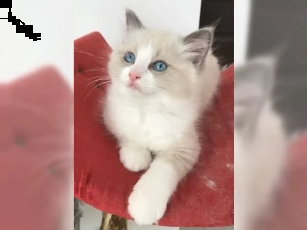 cuccioli di ragdol | Foto 2