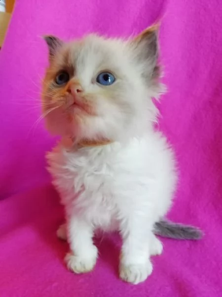cuccioli di ragdol | Foto 1