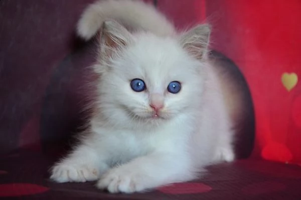 cuccioli di ragdol | Foto 0