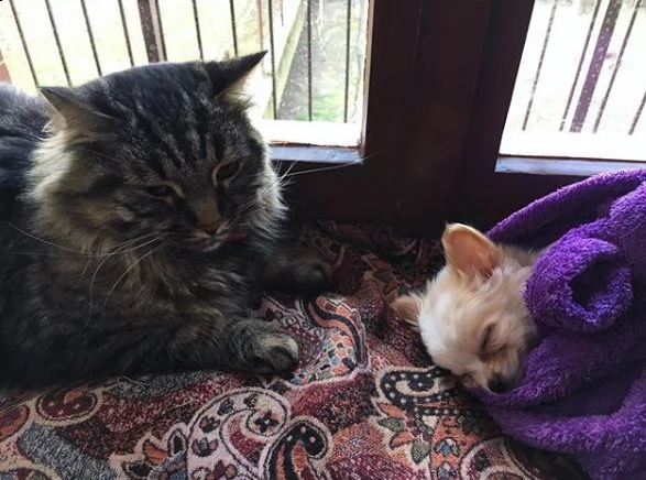 regalo cuccioli di chihuahua | Foto 0