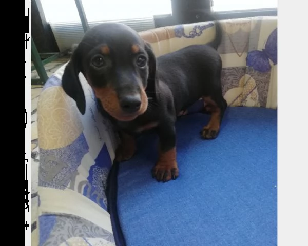 vendita cucciolo bassotto tedesco nano nero focato 