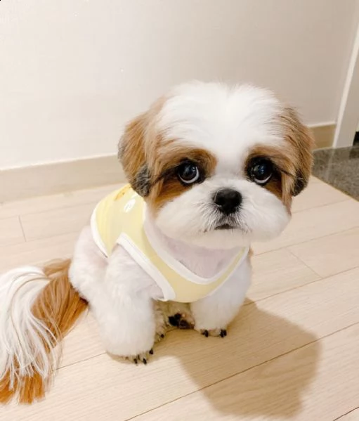cuccioli disponibili