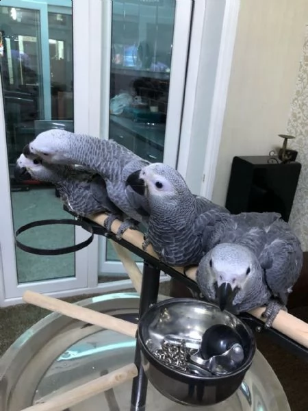 pappagalli grigi africani incantevoli per l'adozione!