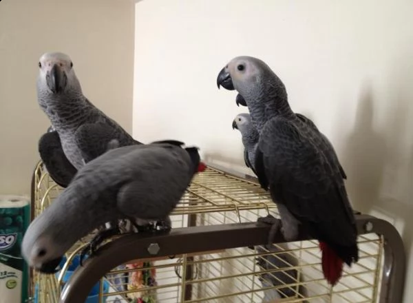 pappagalli grigi africani incantevoli per l'adozione!#! | Foto 0