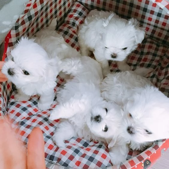 4 cuccioli di maltese toy